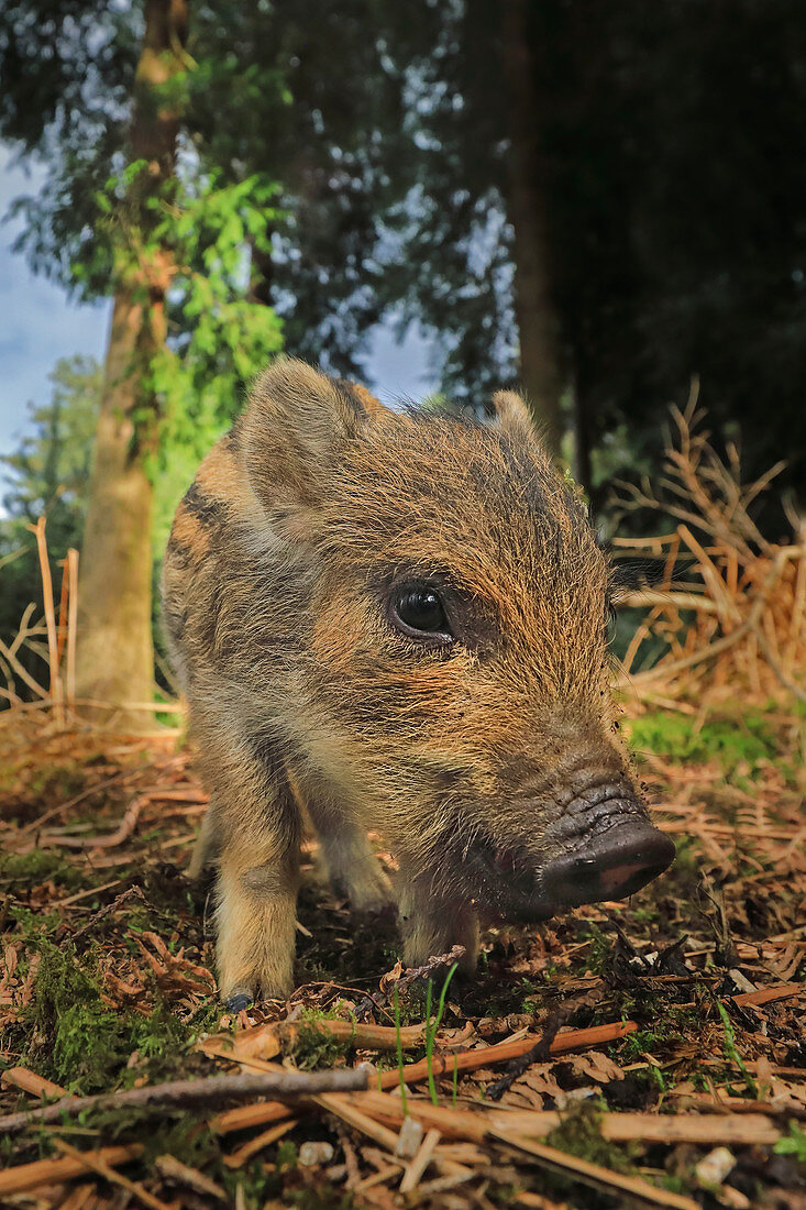 Wild Boar\n(Sus scrofa)\npiglets in forest\nUK