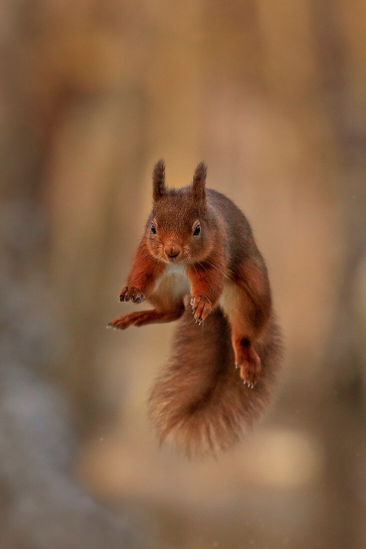 Eurasisches Eichhörnchen (Sciurus vulgaris), springend, Schottland