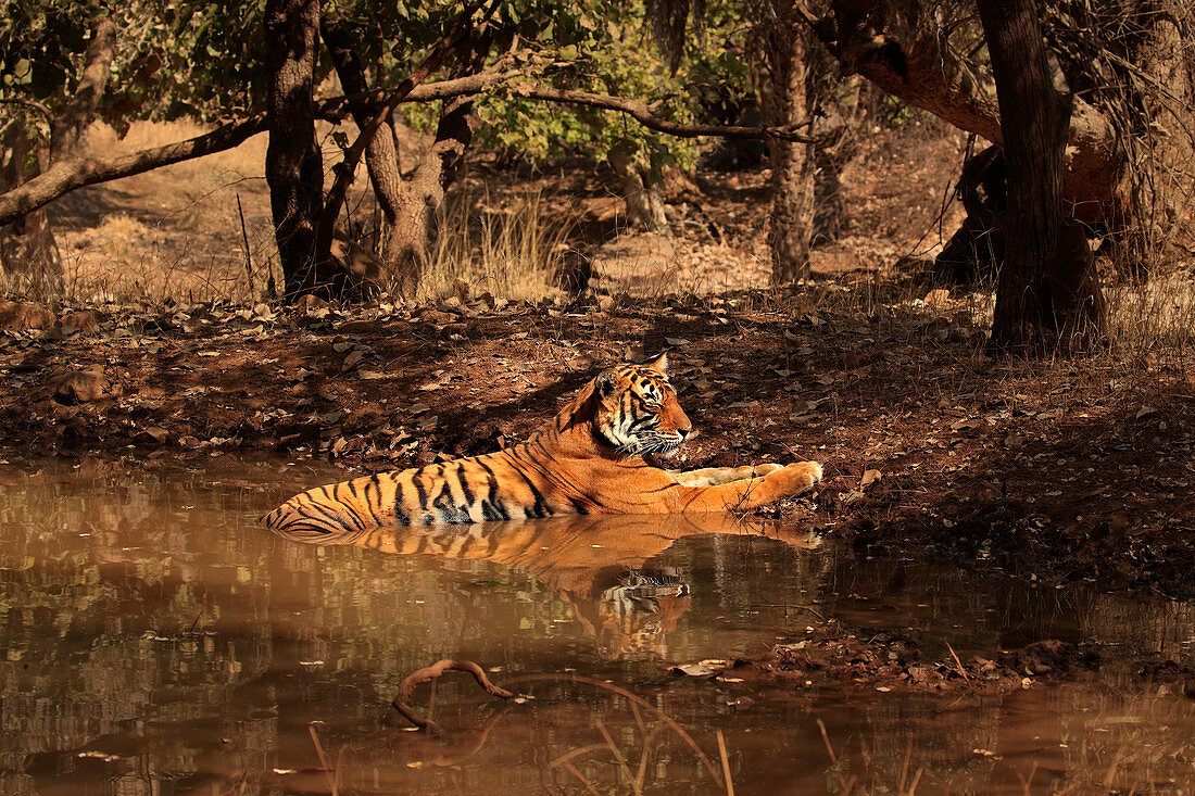 Bengal Tiger (Panthera tigris) am Wasserloch, Ranthambhore, Indien