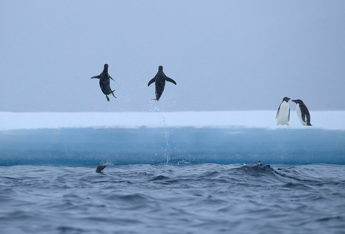 Adelie Penguin\n(Pygoscelis adeliae)\njumping onto ice\nAntarctic Sound, Antarctica