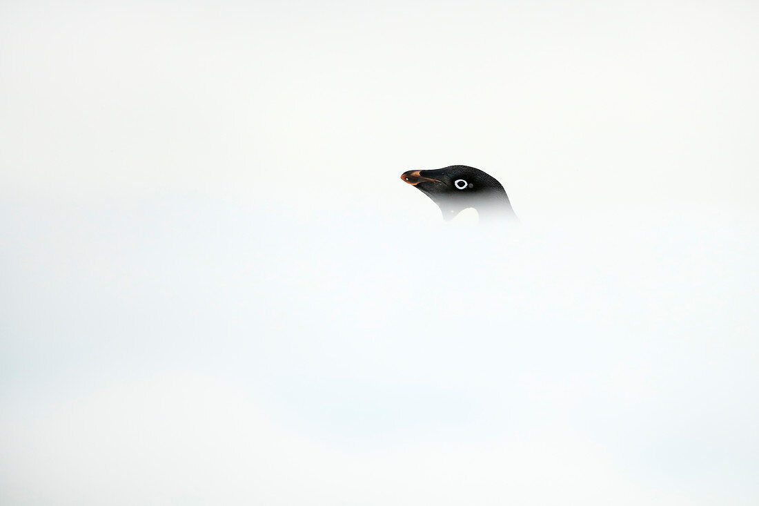 Adelie Penguin\n(Pygoscelis adeliae)\non ice\nAntarctic Sound, Antarctica