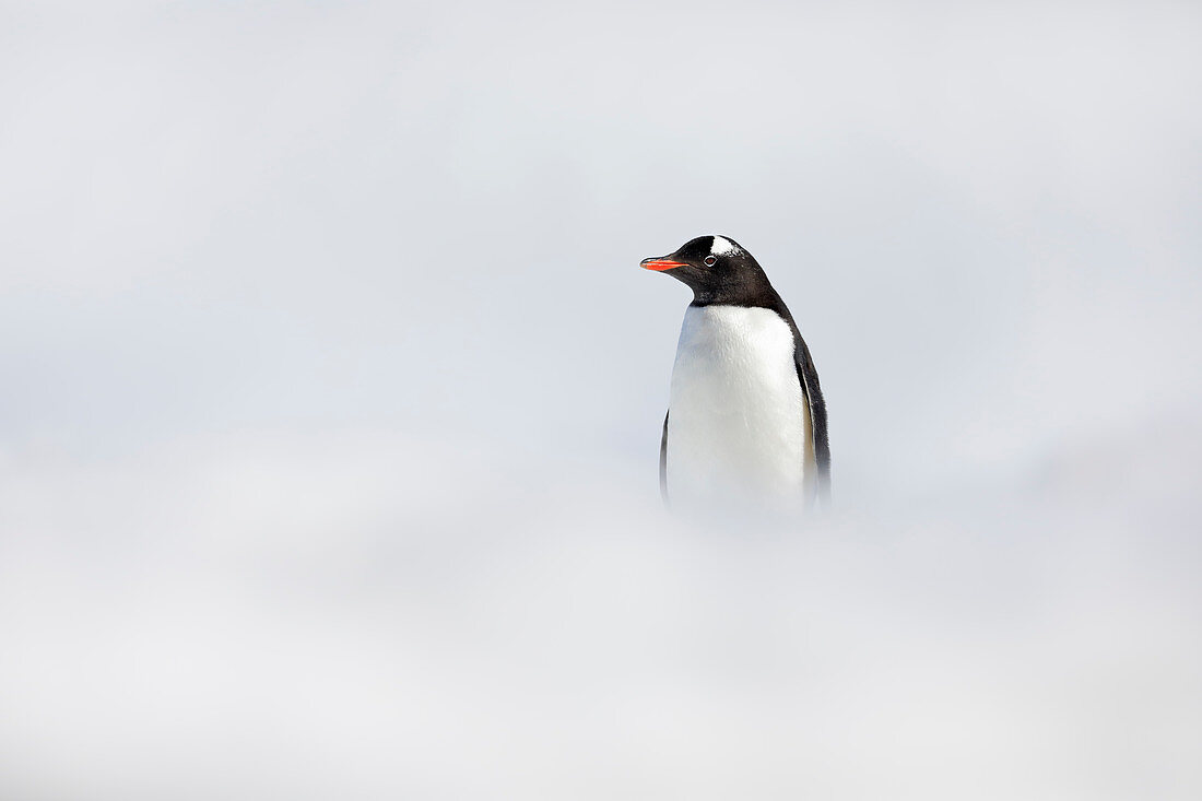 Gentoo Penguin\n(Pygoscelis papua)\non ice\nAntarctica