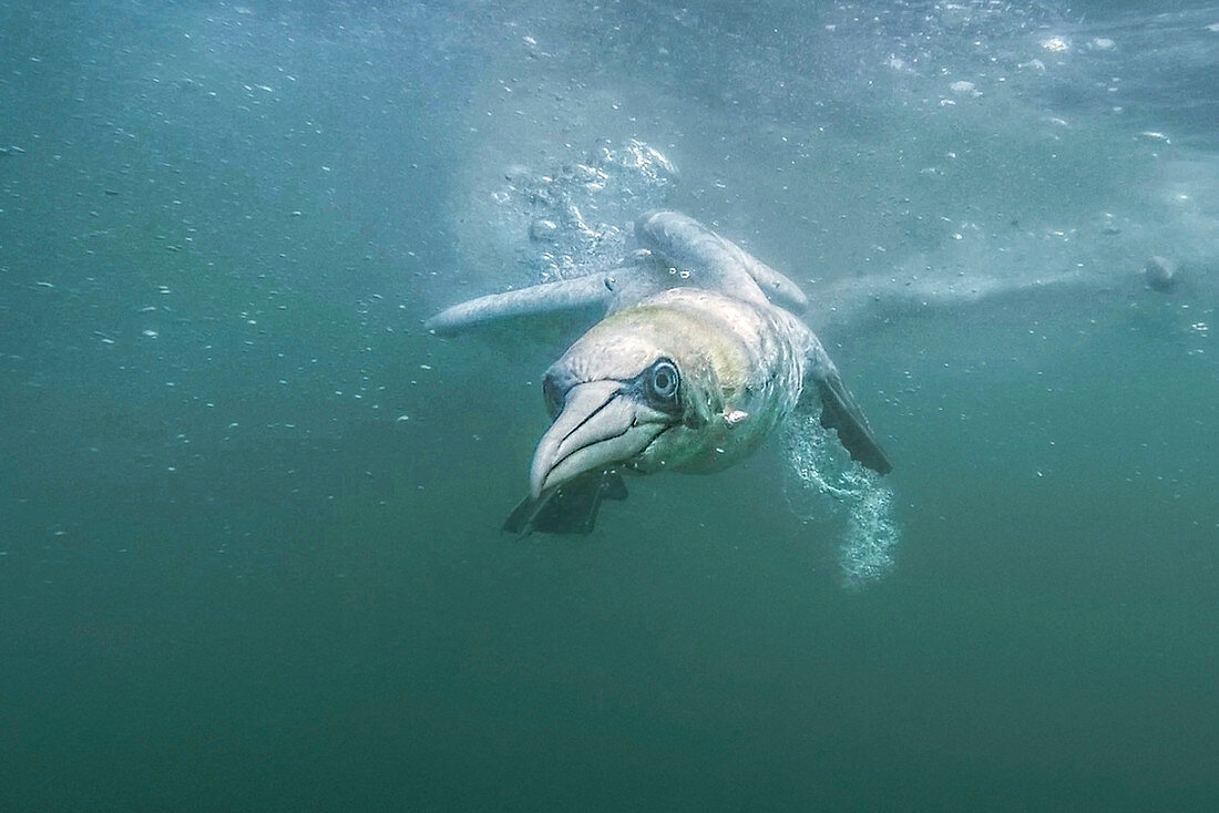 Nördlicher Basstölpel (Morus bassanus, früher Sula bassana), beim Füttern unter Wasser, Bempton Cliffs, UK