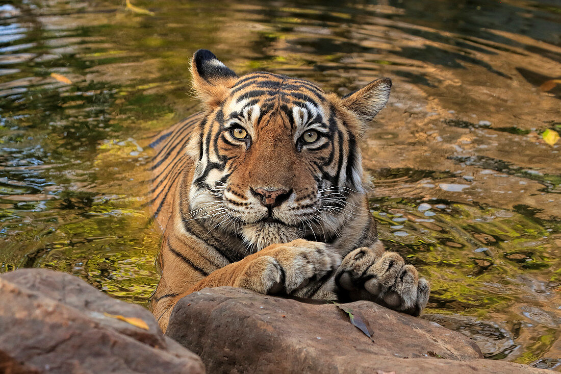 Bengal Tiger\n(Panthera tigris)\nin waterhole\nRanthambhore, India
