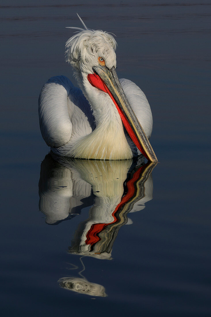 Krauskopfpelikan (Pelecanus crispus), im Brutgefieder, Kerkini-See, Griechenland