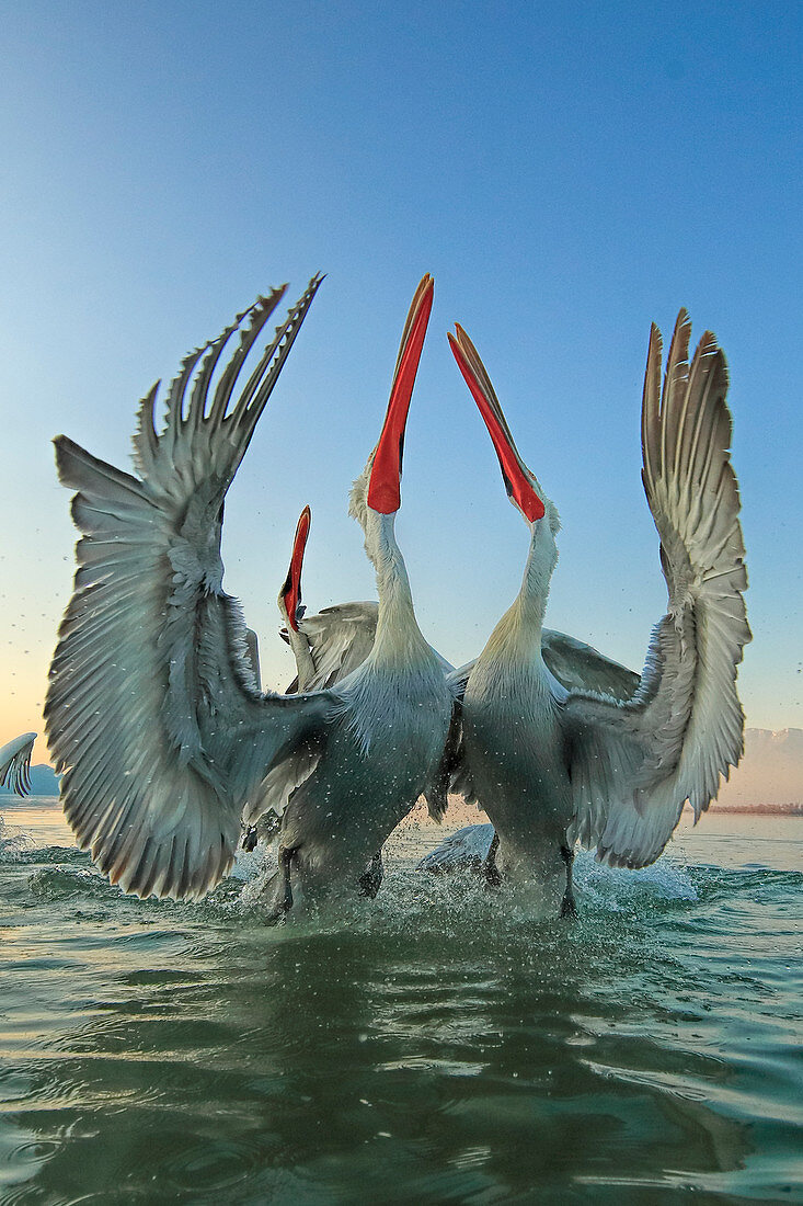 Krauskopfpelikan (Pelecanus crispus), im Brutgefieder, Kerkini-See, Griechenland