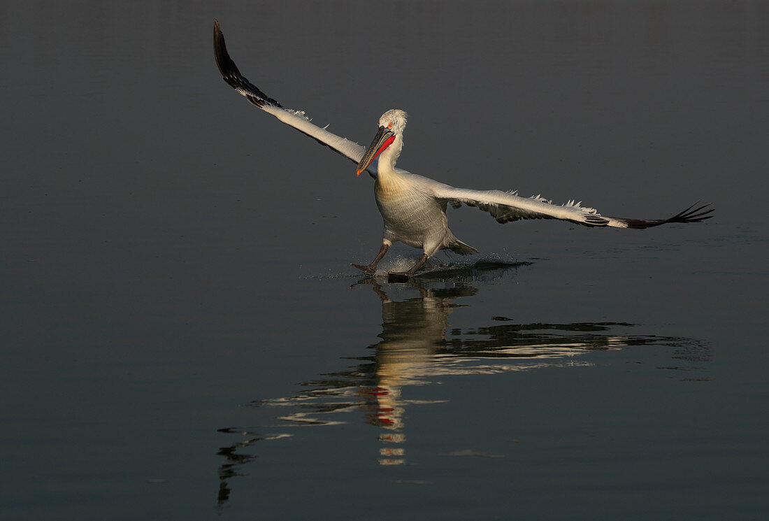Dalmatian Pelican\n(Pelecanus crispus)\nlanding on lake\nLake Kerkini, Greece