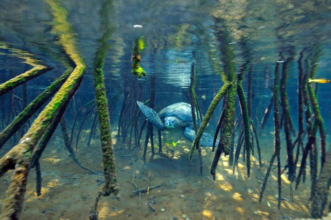 Grüne Meeresschildkröte (Chelonia latreille) schwimmt durch die Mangrovenwälder, Galapagos-Inseln