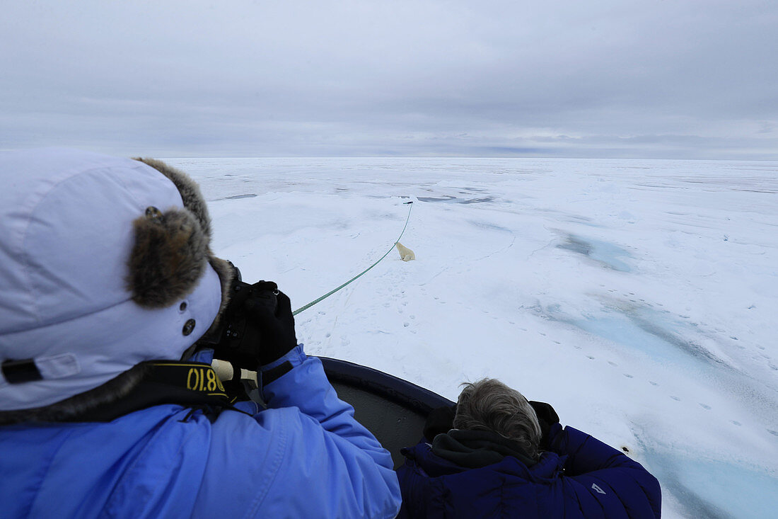 Eisbär (Ursus arctos) spielt mit dem Schiffsanker, Spitzbergen