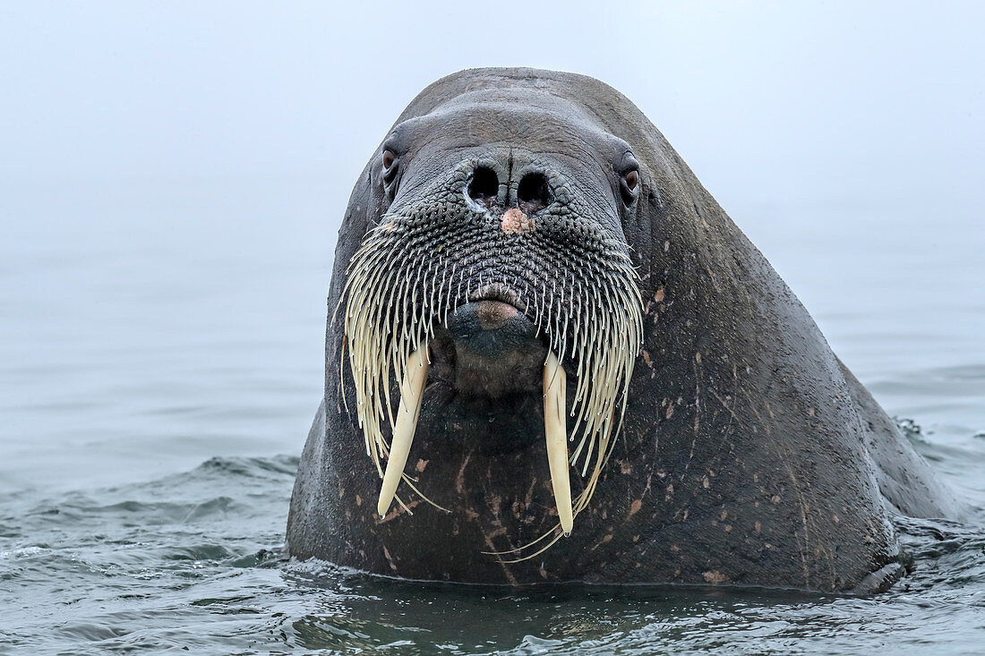 Walrus (Odobenus rosmarus) in water Svalbard