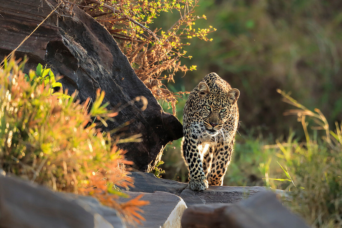 Afrikanischer Leopard (Panthera pardus) wandert über Felsen, Masai Mara, Afrika