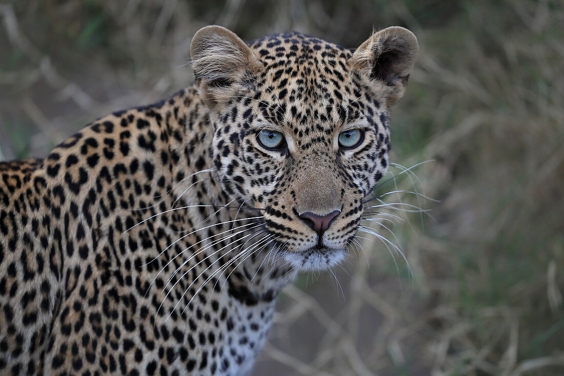 Afrikanischer Leopard (Panthera pardus), Portrait, Masai Mara, Afrika