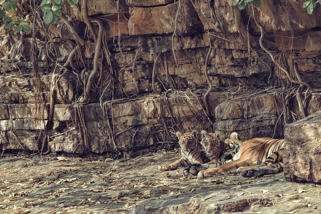 Bengal Tiger (Panthera tigris), Weibchen Noor T39 mit 3 Monate alten Jungtieren, Ranthambhore, Indien