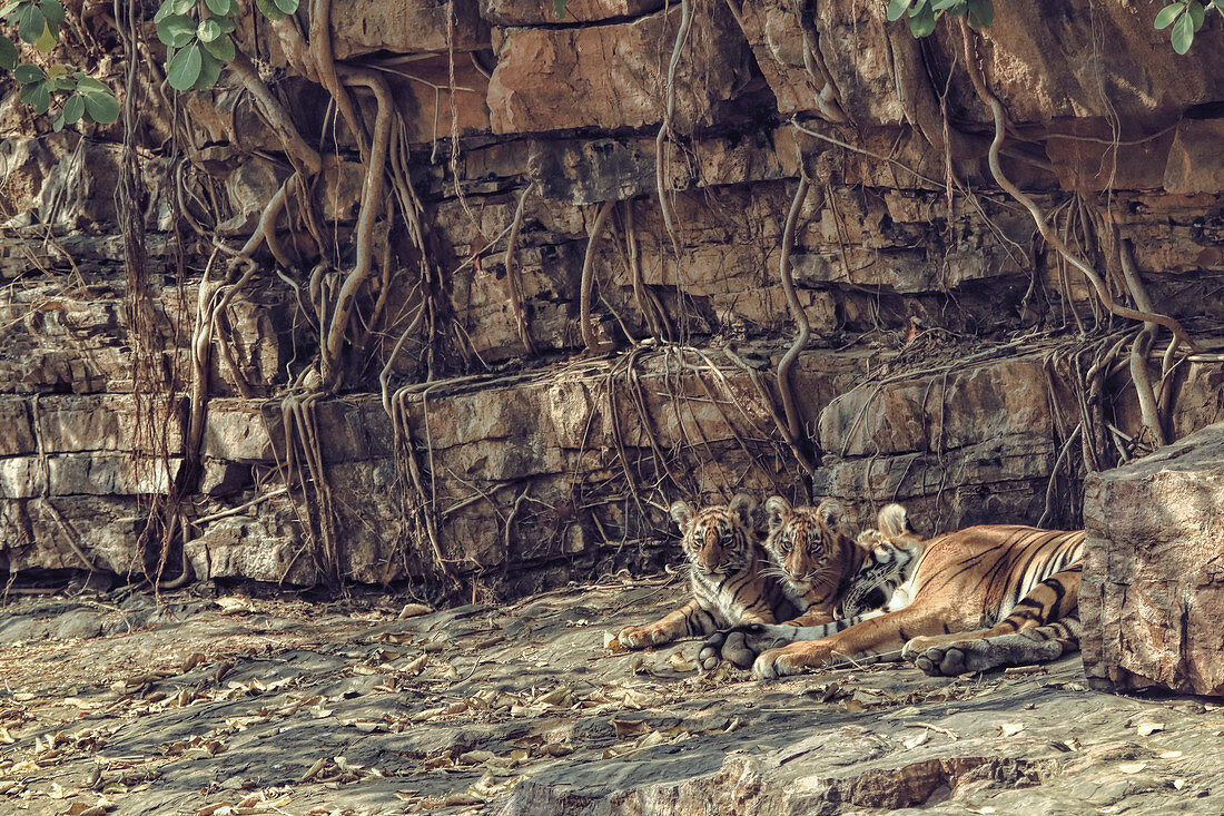 Bengal Tiger\n(Panthera tigris)\ntigress Noor T39 with 3 month old cubs\nRanthambhore, India