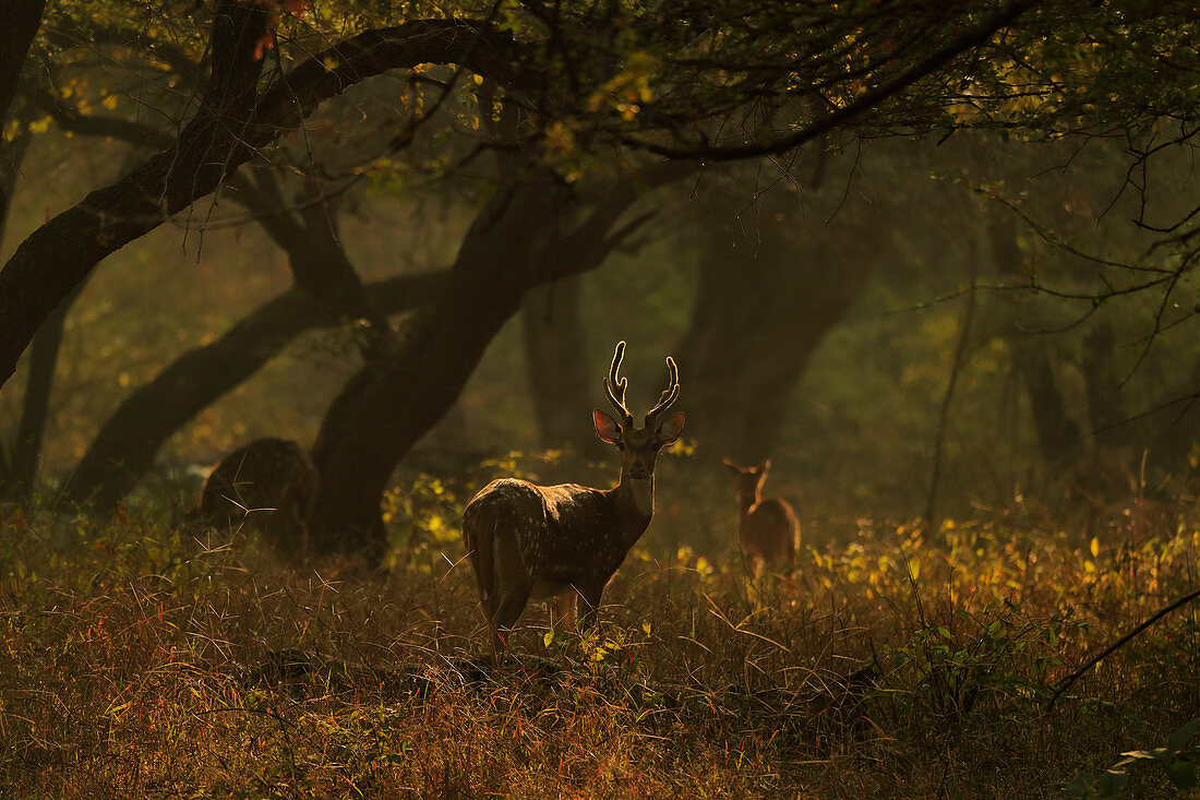 Chital or Axis Deer (Axis axis) in forest Ranthambhore, India