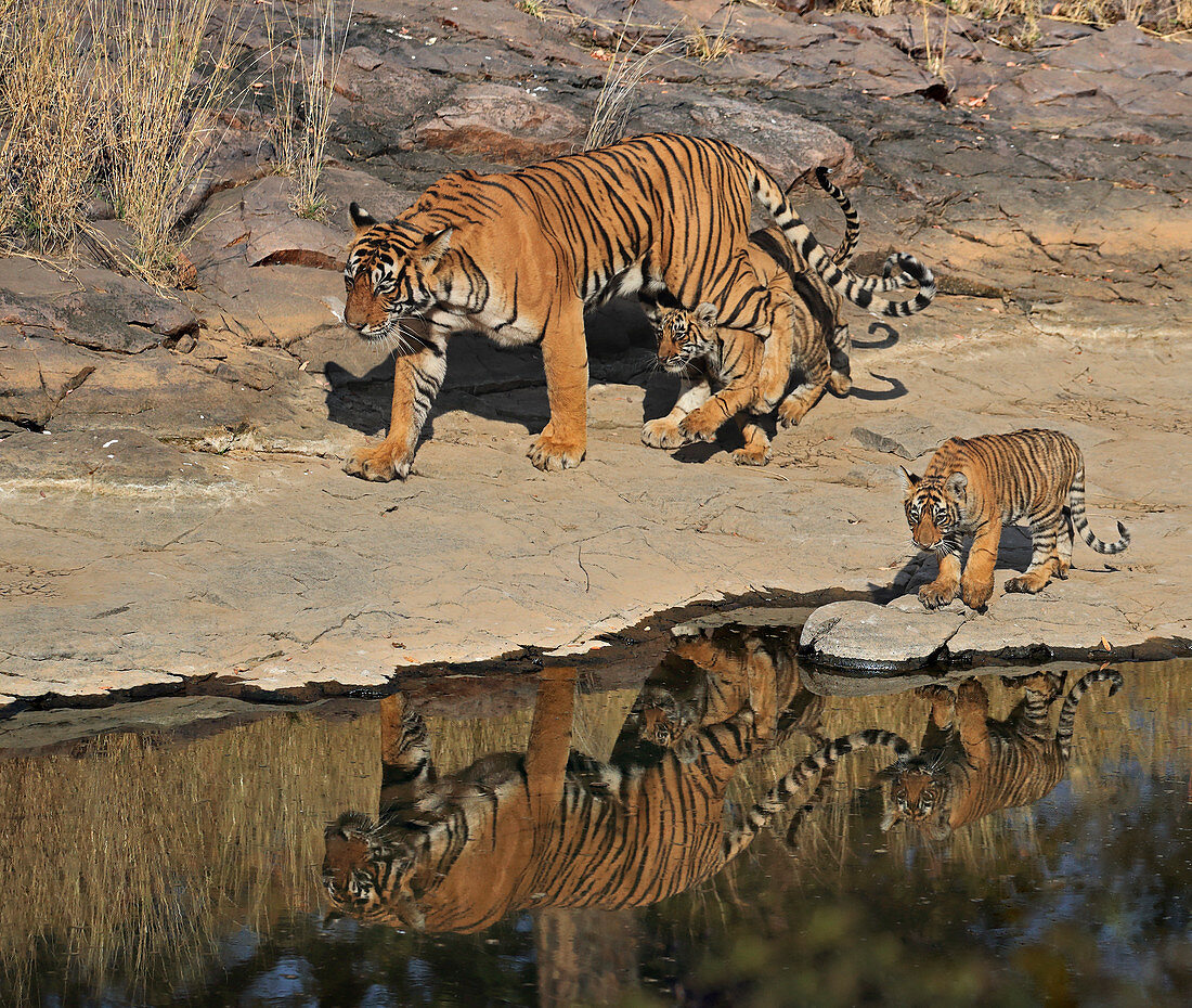Bengal Tiger (Panthera tigris), Weibchen Noor T39 mit 3 Monate alten Jungtieren, Ranthambhore, Indien