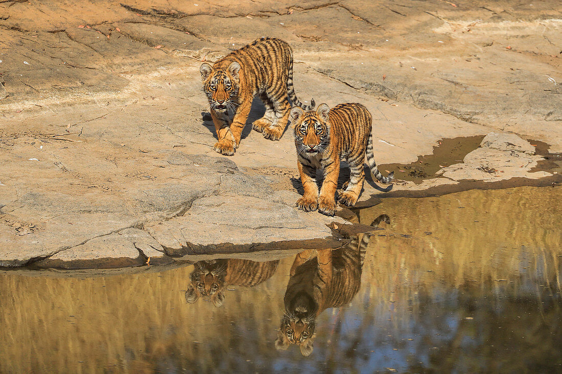 Bengal Tiger (Panthera tigris), 3 Monate altes Jungtier beim Spielen, Ranthambhore, Indien