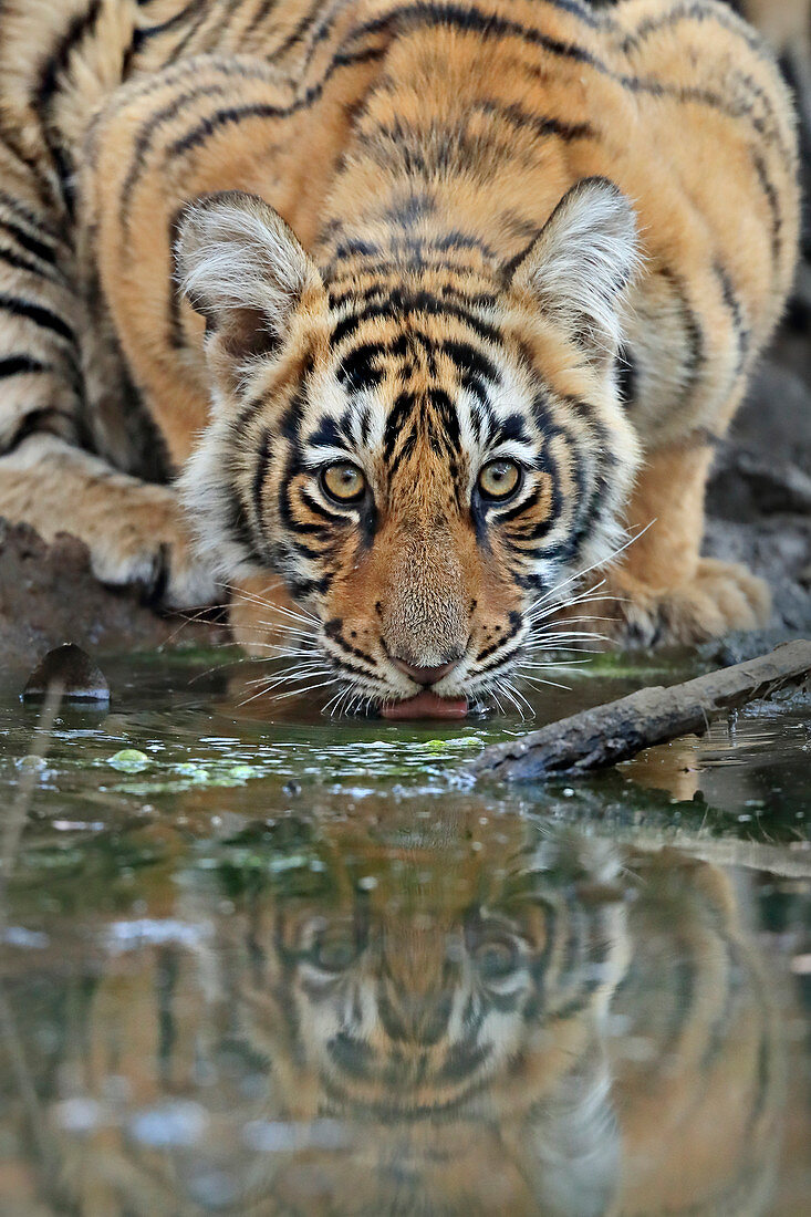 Bengal Tiger (Panthera Tigris), Jungtier beim Trinken, Ranthambhore, Indien