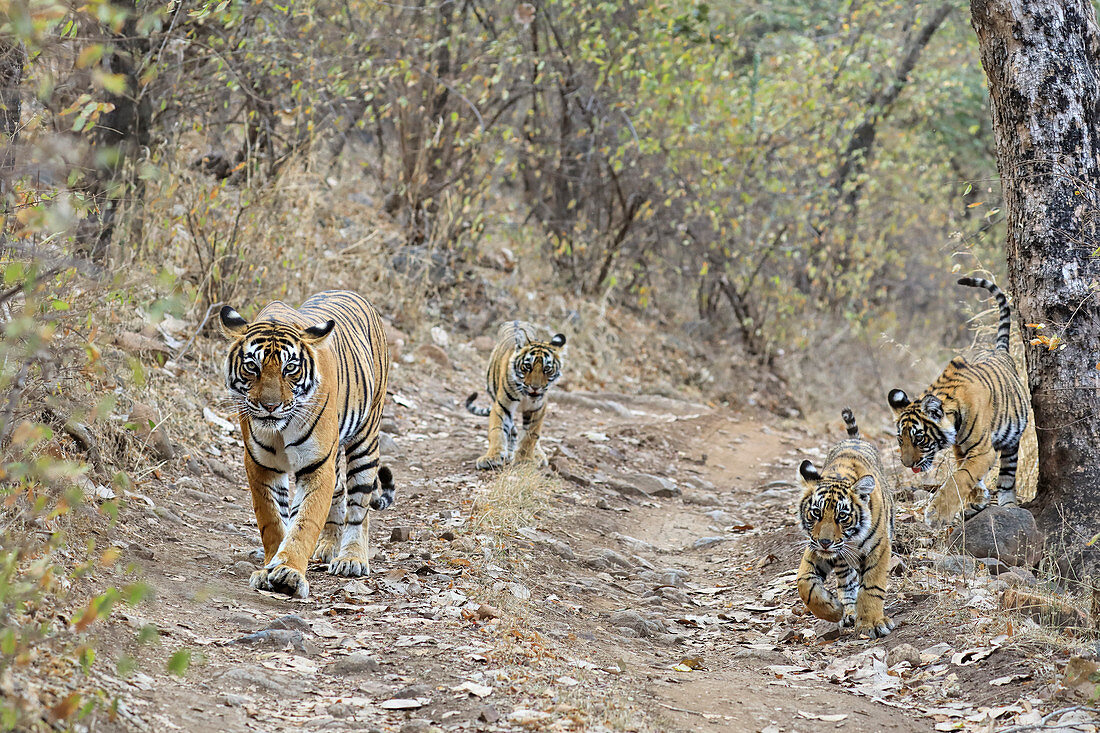 Bengal Tiger\n(Panthera tigris)\ntigress Noor with cubs\nRanthambhore, India