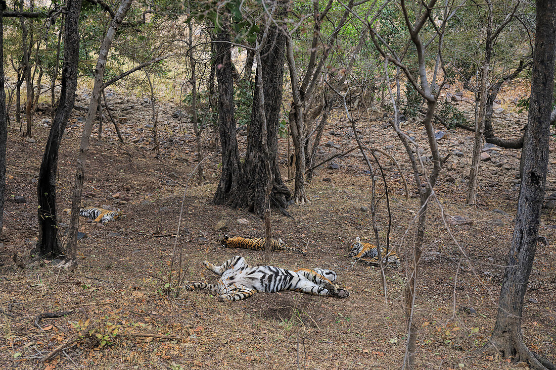 Bengal Tiger (Panthera tigris), schlafende Tigerfamilie, Ranthambhore, Indien
