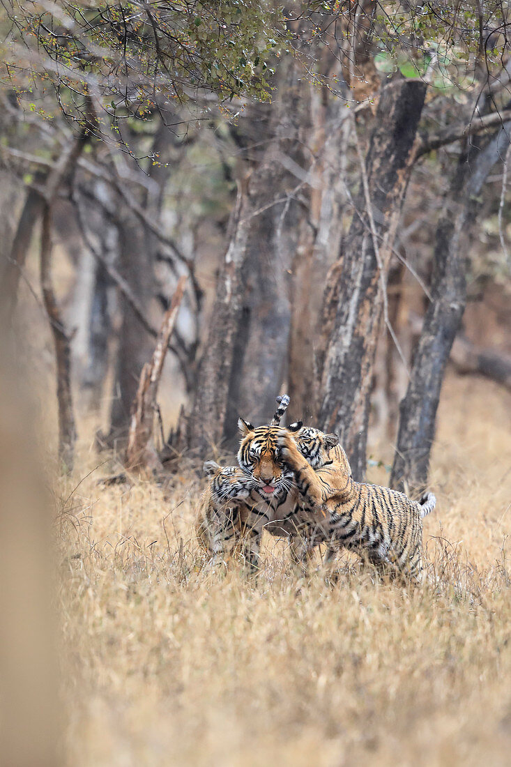 Bengal Tiger (Panthera Tigris), Weibchen Noor mit Jungtieren im Regen, Ranthambhore, Indien