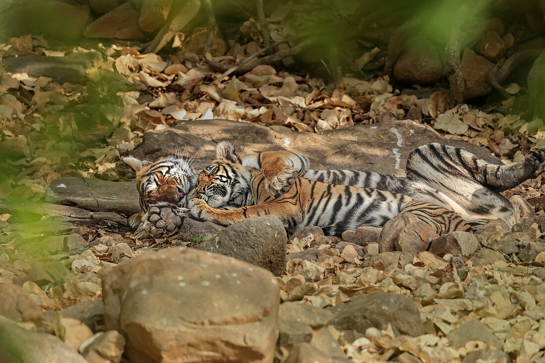 Bengal Tiger (Panthera tigris), Weibchen kuschelt mit Jungtier, Ranthambhore, Indien