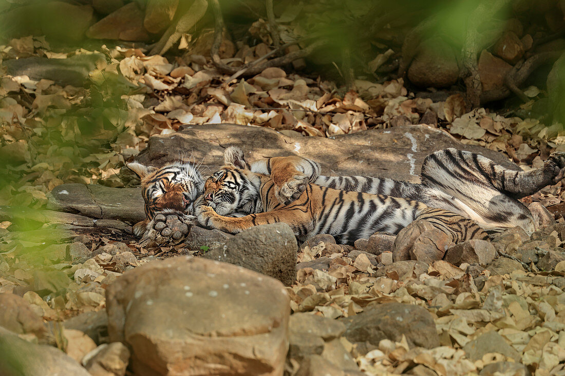 Bengal Tiger\n(Panthera tigris)\nfemale with cub affection\nRanthambhore, India