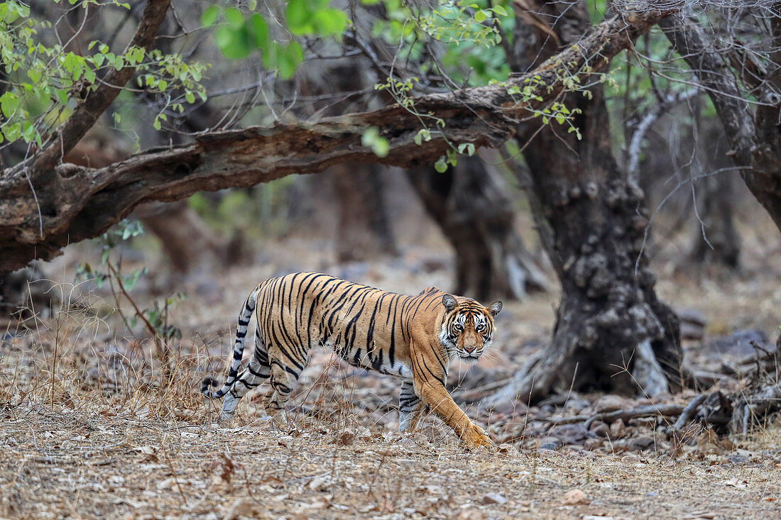 Bengal Tiger (Panthera tigris) T60, Ranthambhore, Indien