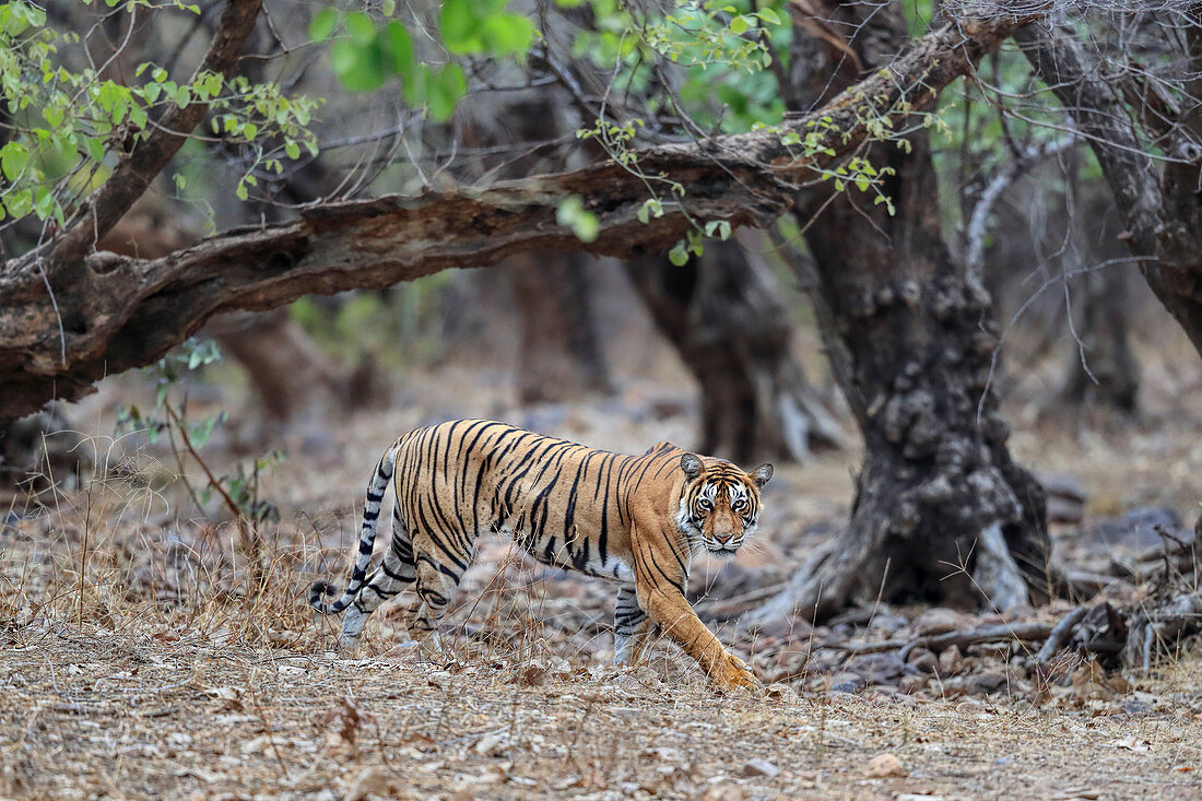 Bengal Tiger\n(Panthera tigris)\ntigress T60\nRanthambhore, India