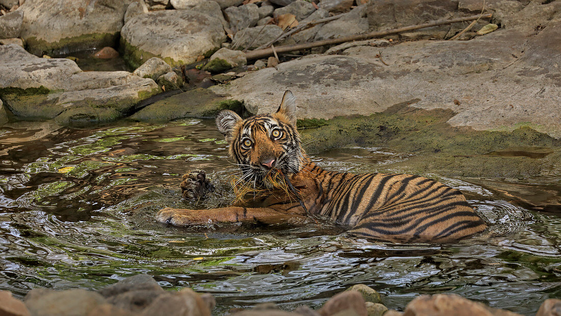 Bengal Tiger (Panthera tigris), Jungtier mit Stock spielend im Wasserloch im Sommer, Ranthambhore, Indien
