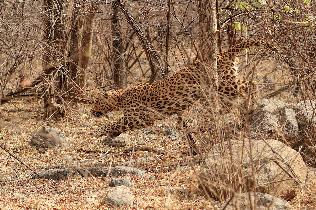 Indischer Leopard (Panthera pardus fusca), Männchen auf der Jagd, Ranthambhore, Indien