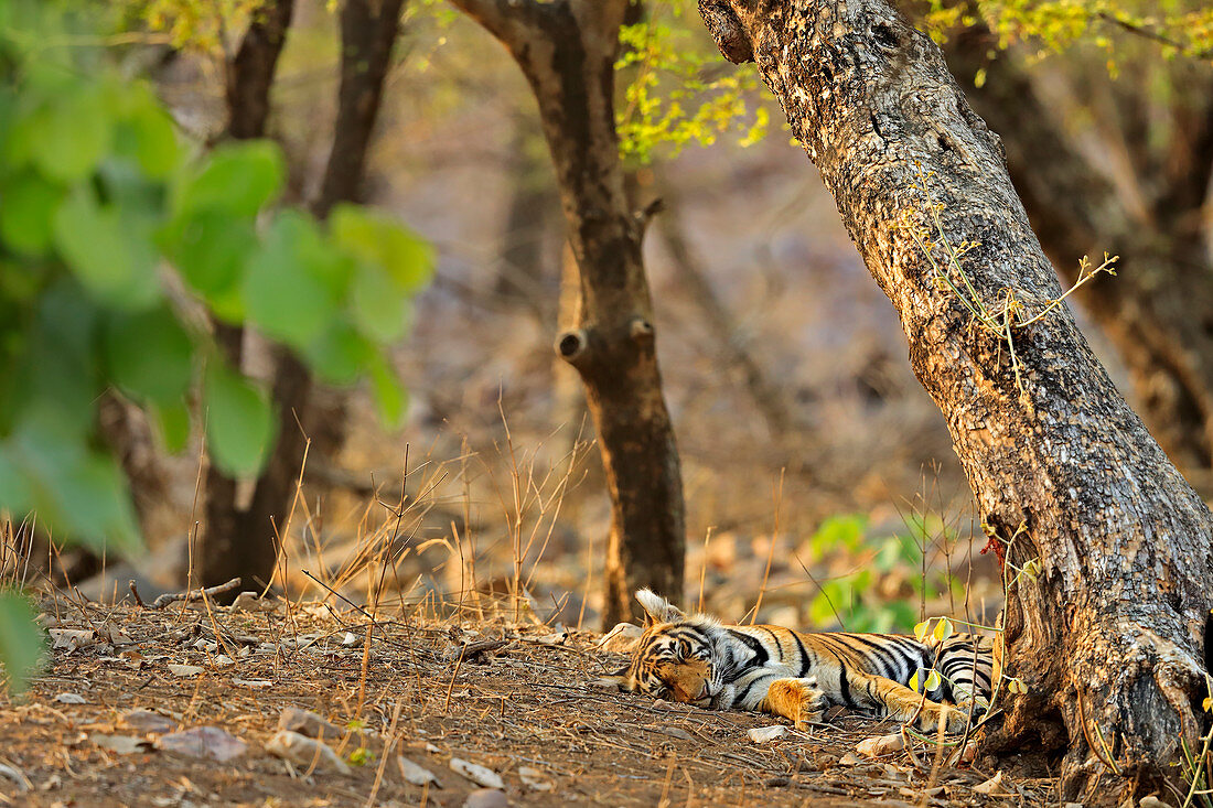 Bengal Tiger (Panthera tigris) Weibchen mit Jungtier, schlafend in der Sommerhitze, Ranthambhore, Indien