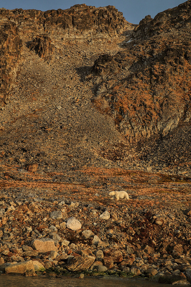Eisbär (Ursus maritimus) weilt am Land, Spitzbergen