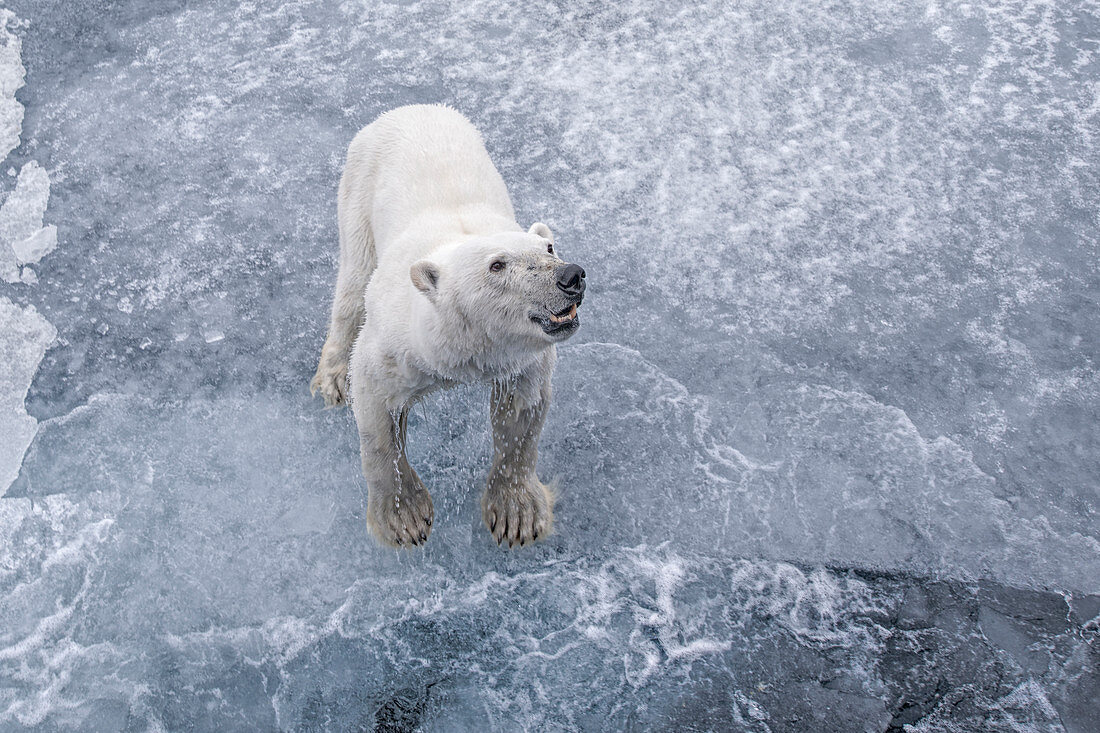 Aggressiver Eisbär (Ursus maritimus) betrachtet das Schiff, Spitzbergen