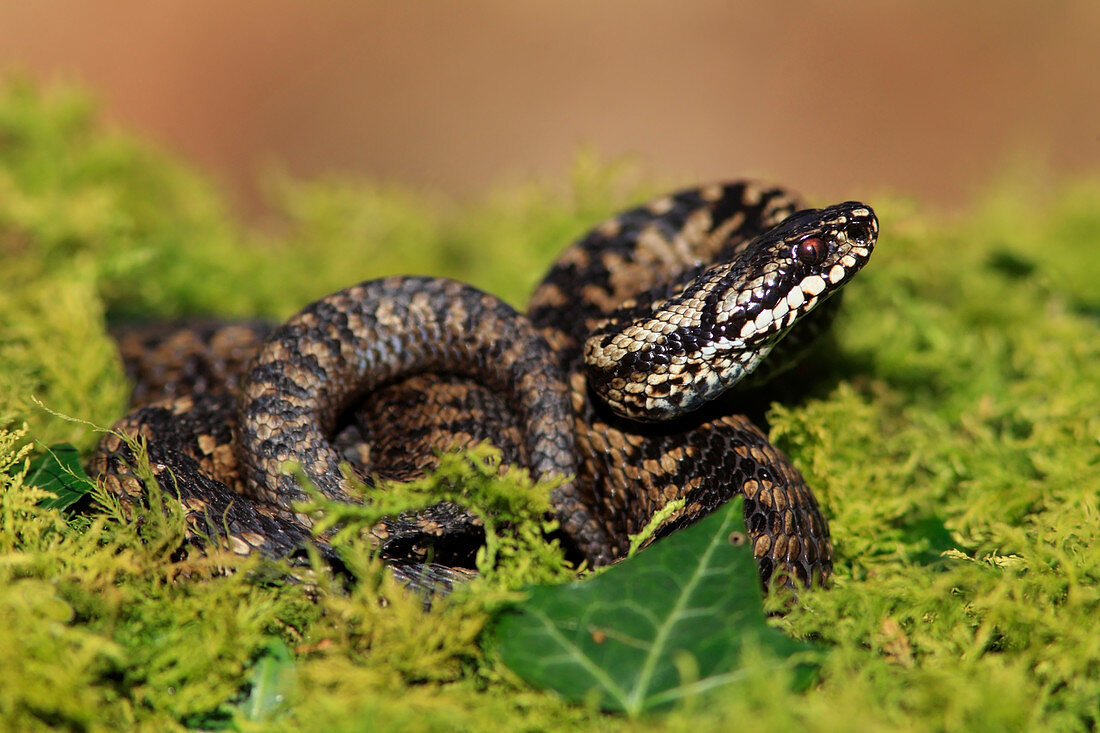 Kreuzotter (Vipera berus), Männchen unter Moos, Kirkcudbrightshire, Schottland, März