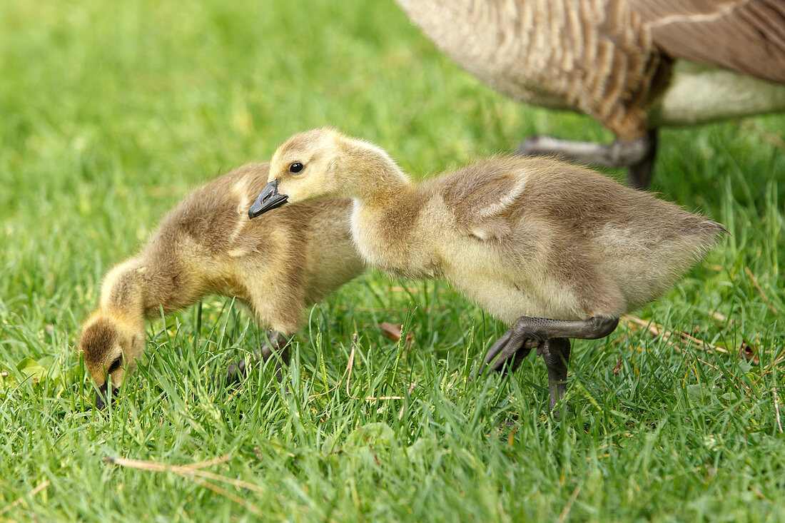 Two Canadian Geese goslings, branta canadensis, walk in the grass at Manito Park in Spokane, Washington.