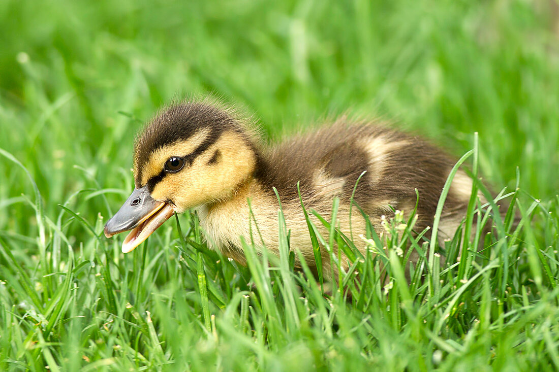 Mallard duckling, anas platyrhynchos, walking in grass at Manito Park in Spokane, Washington.