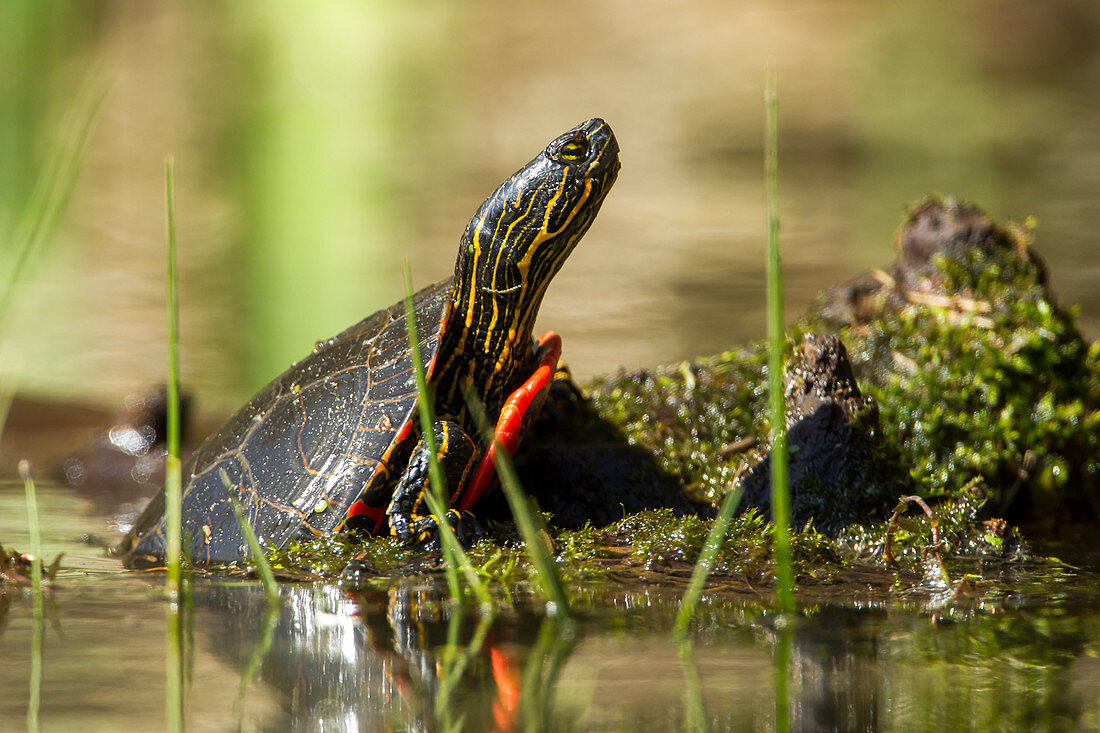An America Painted turtle (chrysemys picta) is partly on a log on Fernan Lake in Idaho.