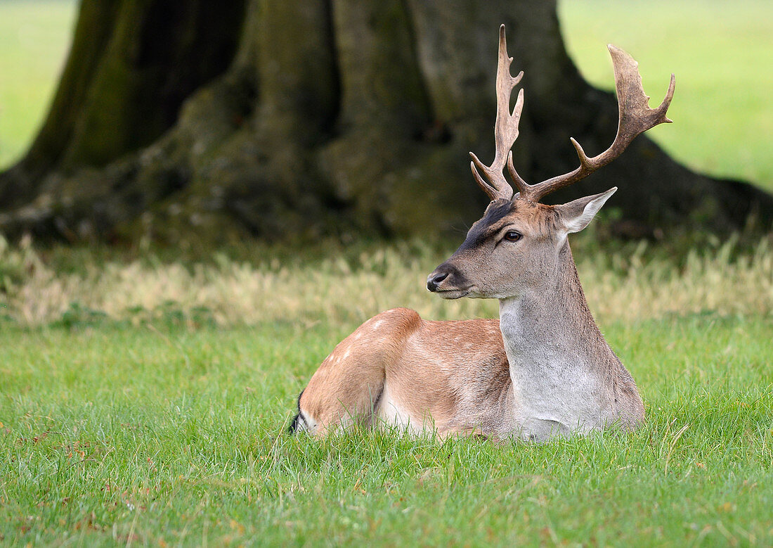 A young Fallow deer buck (Dama dama) lying in short grass. Holkham Estate, Norfolk, UK
