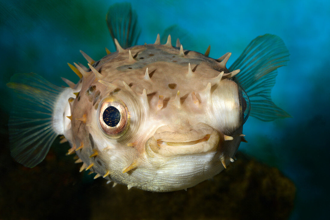 Gezügelter Gratfisch (Chilomycterus antennatus), Nahaufnahme, Aquarium in Norfolk, Großbritannien