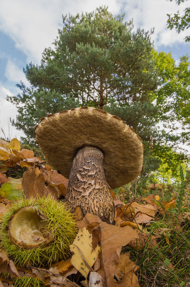 Birch bolete,Leccinum versipelle,early autumn on wooded heathland, Buckinghamshire