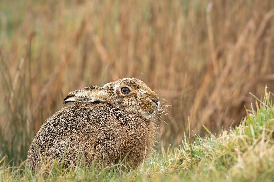 Feldhase (Lepus europaeus), Anfang März auf rauem Suffolk-Weideland