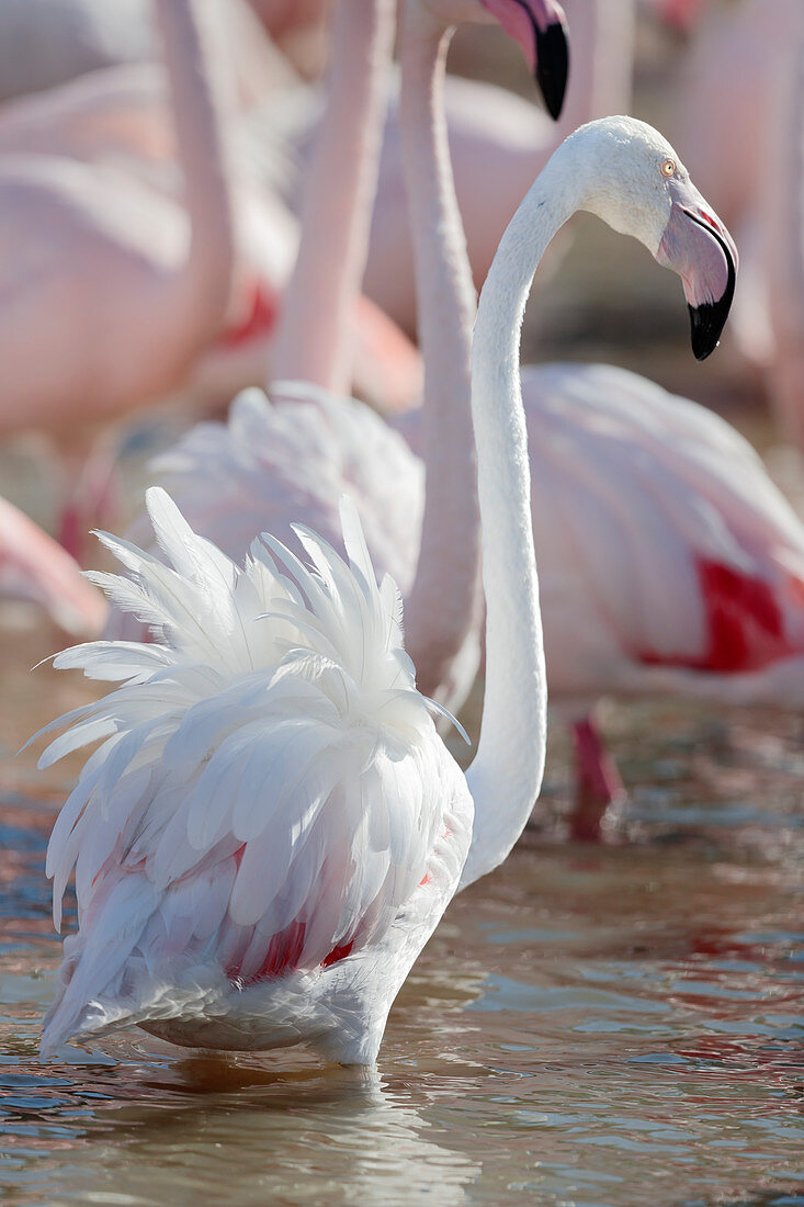 Greater flamingo (Phoenicopterus roseus) Camarague, France.
