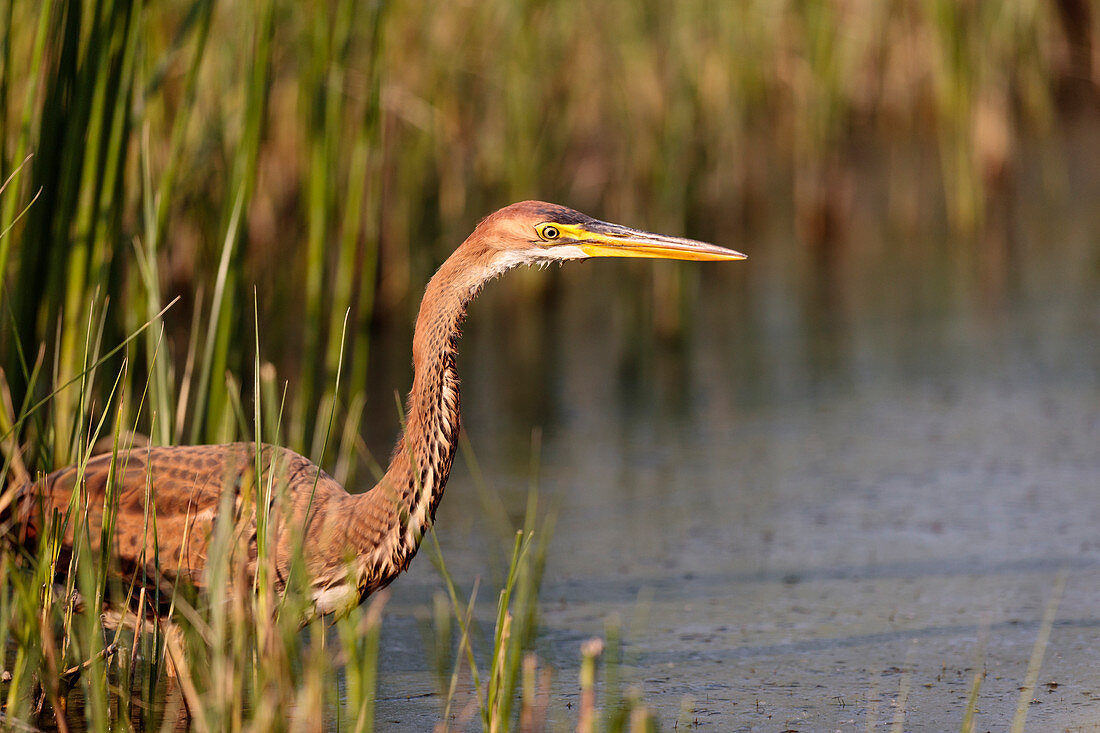 Purpurreiher (Ardea purpurea), fischt in einem See, Donaudelta, Rumänien