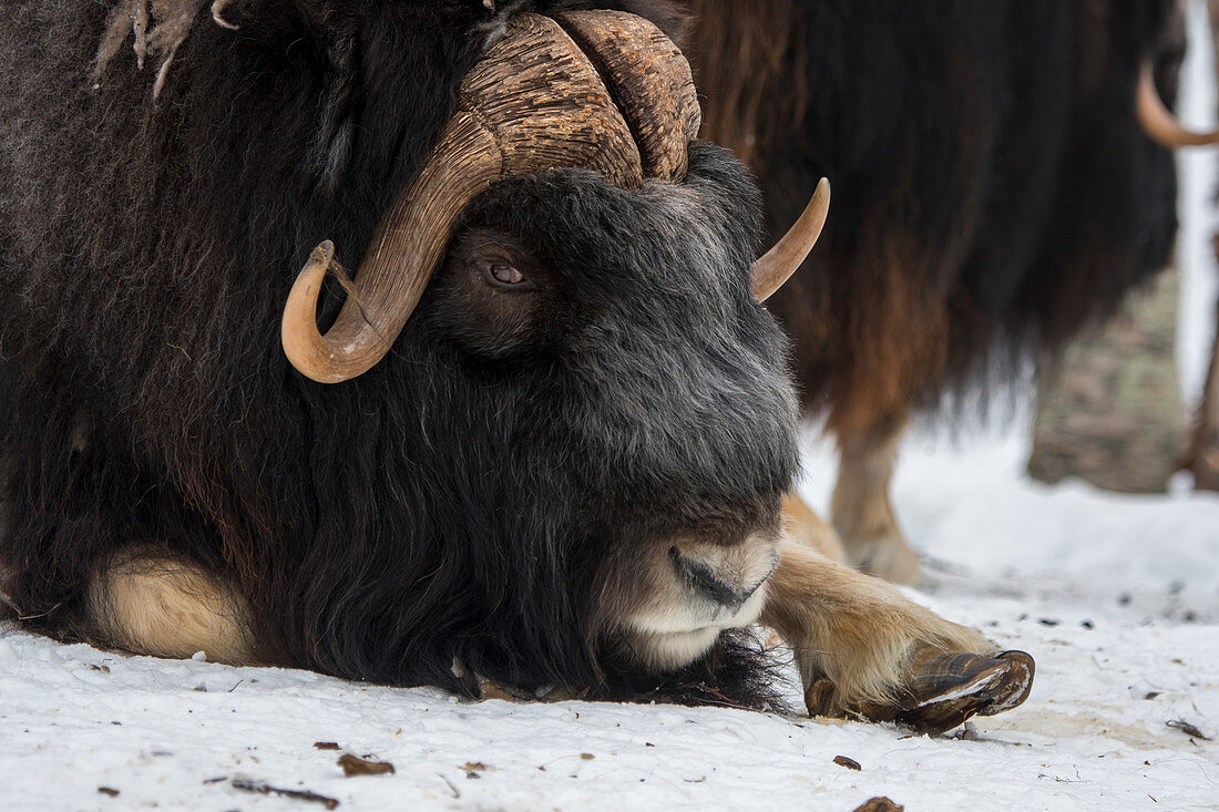 Close-up of a Muskox (Ovibos moschatus) at a wildlife park in northern Norway.