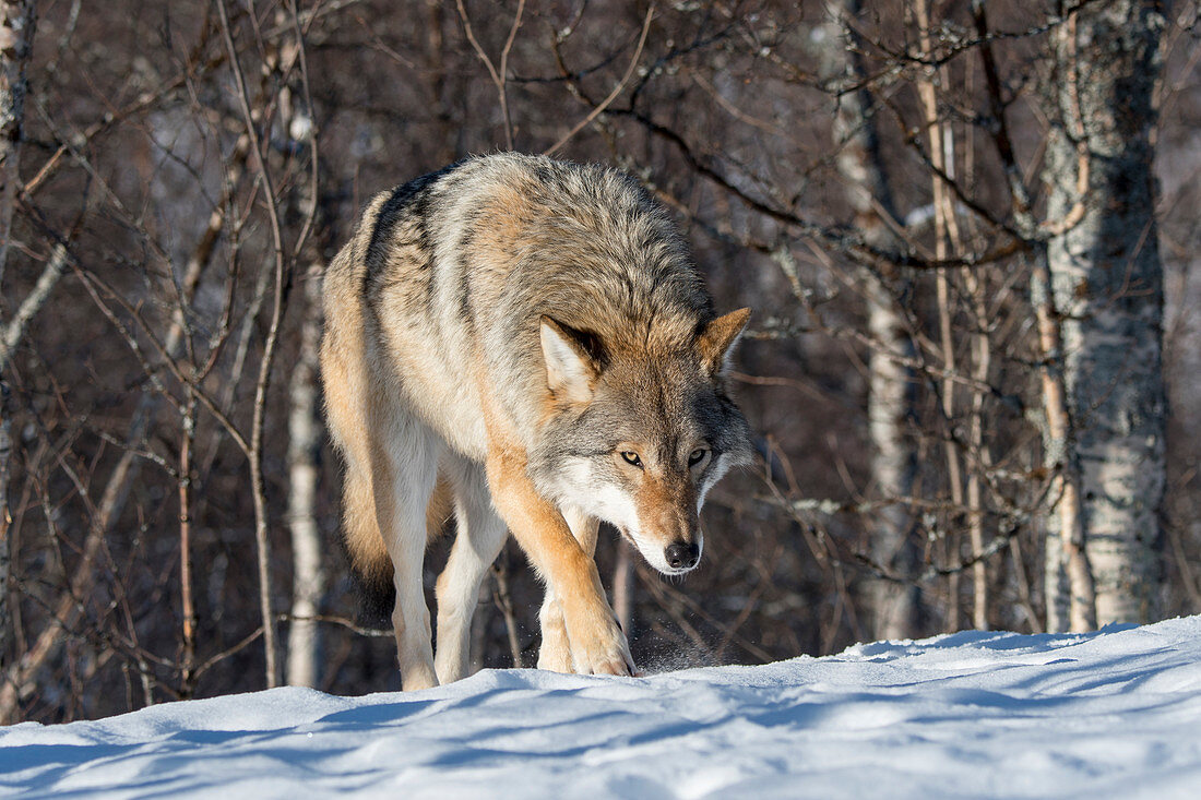 A Gray wolf (Canis lupus) is walking in the snow through the forest at a wildlife park in northern Norway.