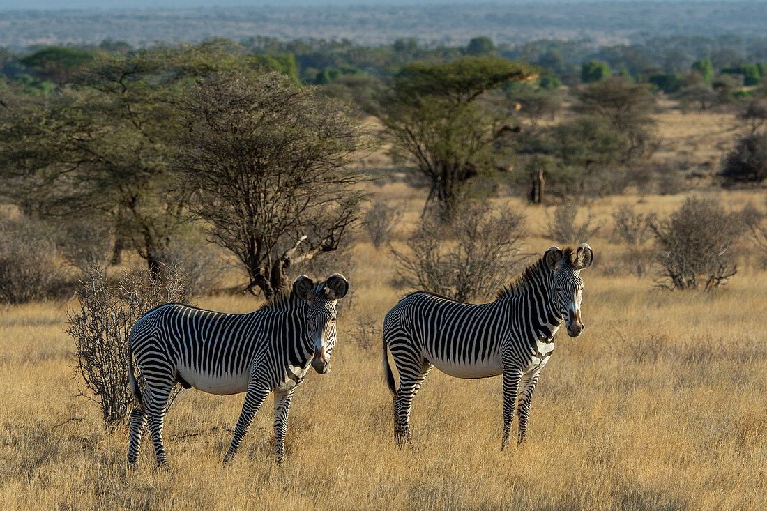 Gefährdete Grevys-Zebras (Equus grevyi) im Samburu-Nationalreservat, Kenia