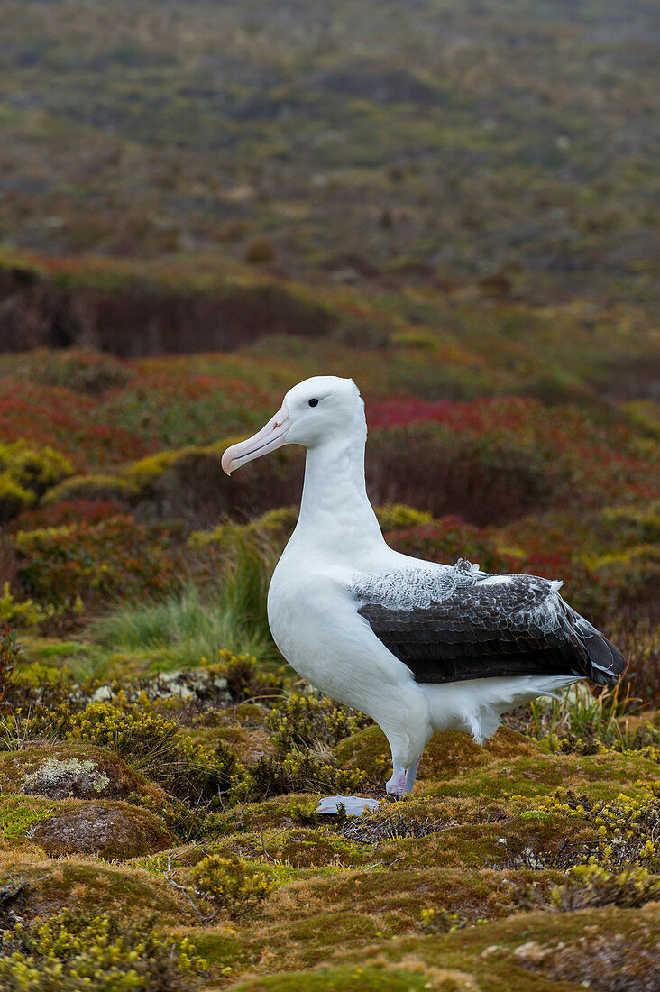 Ein südlicher Königsalbatros (Diomedea epomophora) auf der Insel Enderby, einer subantarktischen Insel in der Gruppe der Aucklandinseln, Neuseeland.