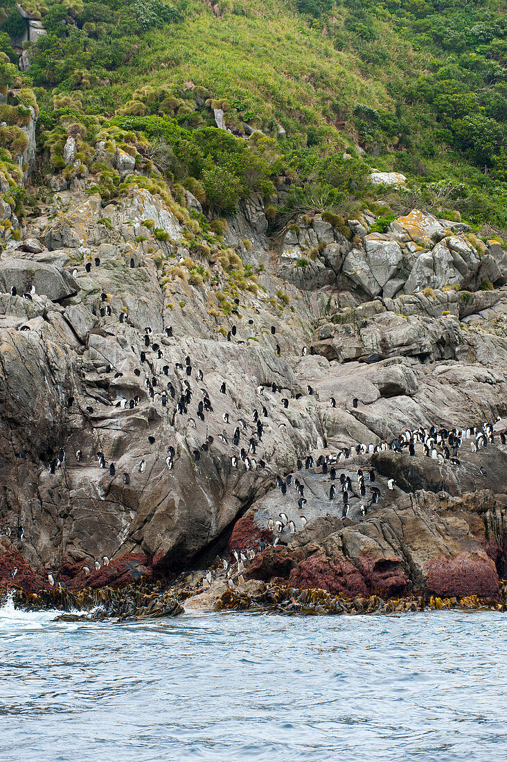 A group of Snares penguins (Eudyptes robustus), also known as the Snares crested penguin getting ready to go to sea to feed, waiting on rocks at the waters edge of Snares Island, New Zealand.