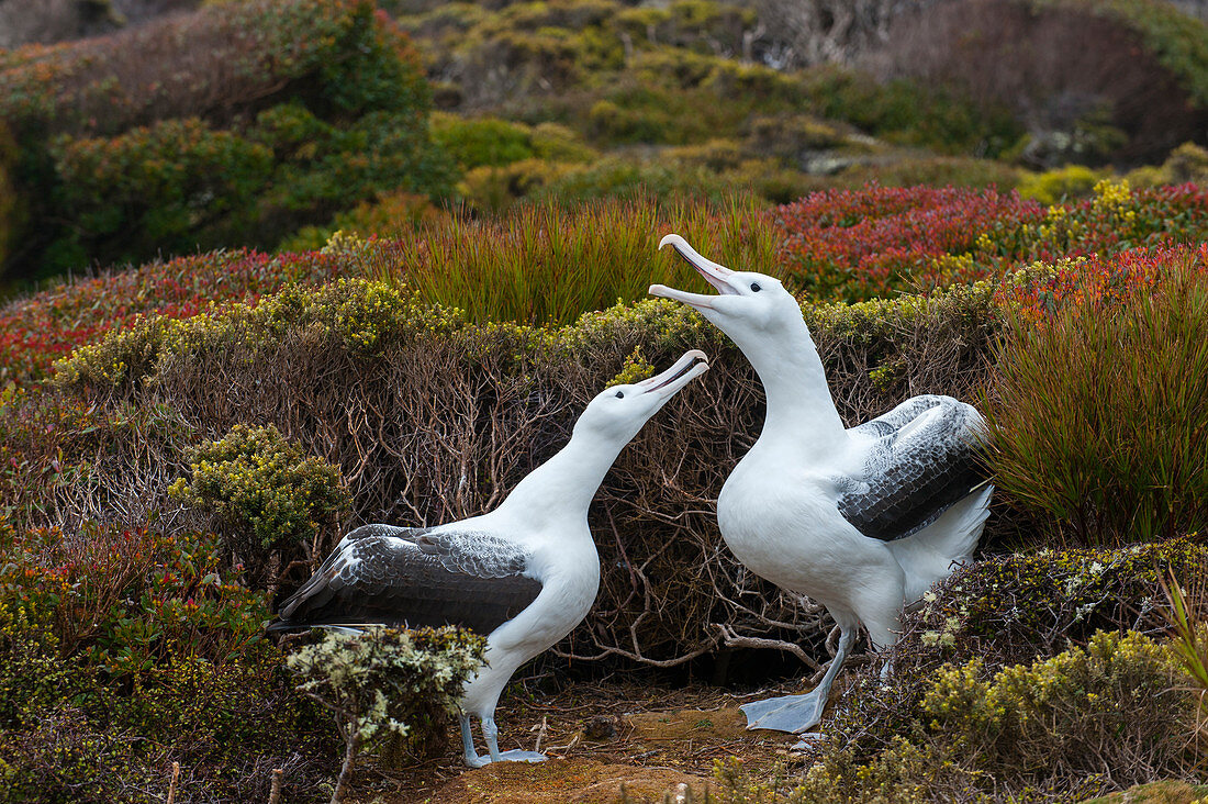 Südliche Königsalbatrosse (Diomedea epomophora), das Balzverhalten eines Paares auf Enderby Island, einer subantarktischen Insel in der Auckland Island-Gruppe, Neuseeland.